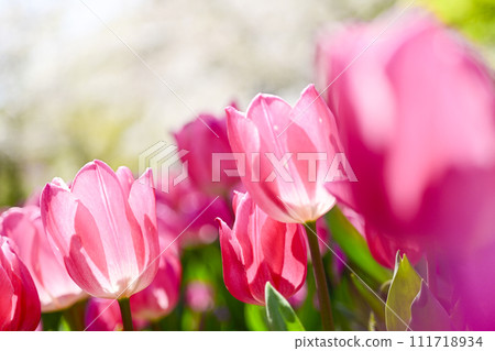 Bright bright pink tulip flowers 111718934