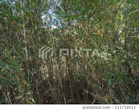 Landscape full of greenery Landscape full of greenery 111719521