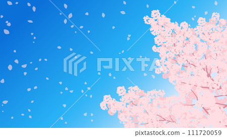 Illustration of blue sky and cherry blossoms in full bloom, background material for spring image 111720059