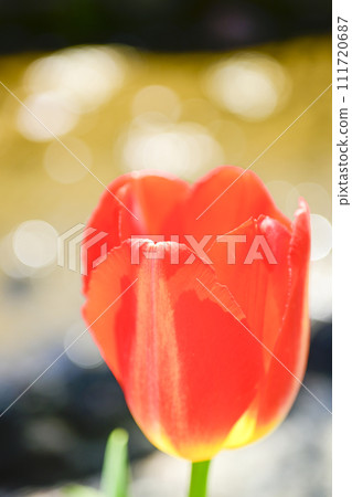 Bright and vivid red tulips blooming on the waterside 111720687