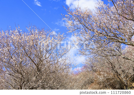 Yugawara Plum Grove “Plum Banquet” Yugawara Plum Grove “Plum Banquet” 111720860