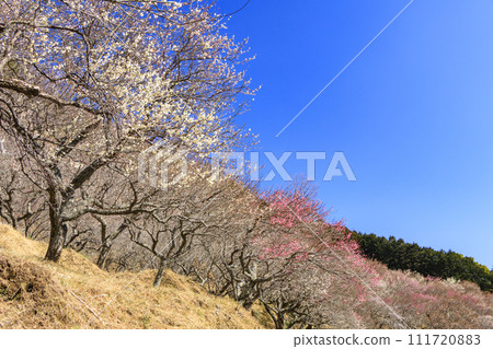 Yugawara Plum Grove “Plum Banquet” Yugawara Plum Grove “Plum Banquet” 111720883