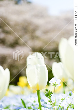 bright white tulip field bright white tulip field 111721112