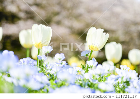 明亮的白色鬱金香田 明亮的白色鬱金香田 111721117