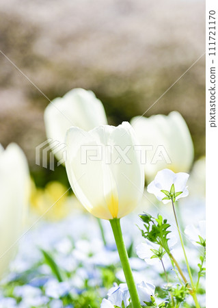 bright white tulip field 111721170