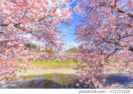 Kawazu cherry blossoms in full bloom in Kawazu Town, Shizuoka Prefecture Kawazu cherry blossoms in full bloom in Kawazu Town, Shizuoka Prefecture 111721184