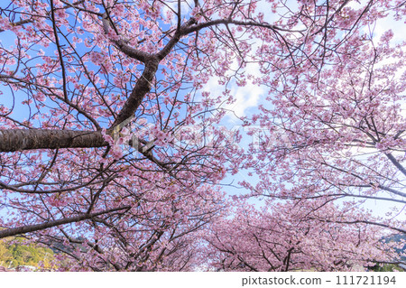 Kawazu cherry blossoms in full bloom in Kawazu Town, Shizuoka Prefecture 111721194