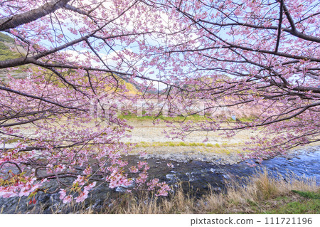 Kawazu cherry blossoms in full bloom in Kawazu Town, Shizuoka Prefecture 111721196