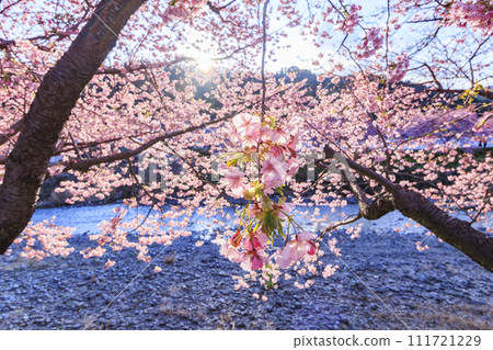 Kawazu cherry blossoms in full bloom in Kawazu Town, Shizuoka Prefecture 111721229