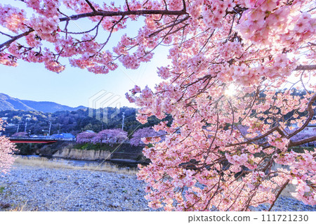 Kawazu cherry blossoms in full bloom in Kawazu Town, Shizuoka Prefecture Kawazu cherry blossoms in full bloom in Kawazu Town, Shizuoka Prefecture 111721230