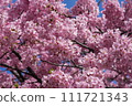 Kawazu cherry blossom image 111721343