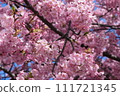 Kawazu cherry blossom image 111721345