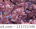 Kawazu cherry blossom image 111721346