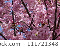 Kawazu cherry blossom image 111721348