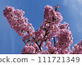 Kawazu cherry blossom image 111721349