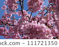Kawazu cherry blossom image 111721350
