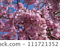 Kawazu cherry blossom image 111721352
