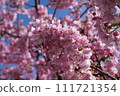 Kawazu cherry blossom image 111721354