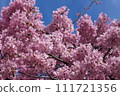 Kawazu cherry blossom image 111721356