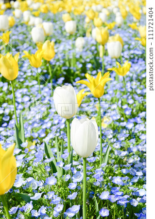 Bright white and yellow colorful tulip flower field 111721404