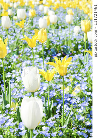 bright yellow and white tulip field bright yellow and white tulip field 111721461