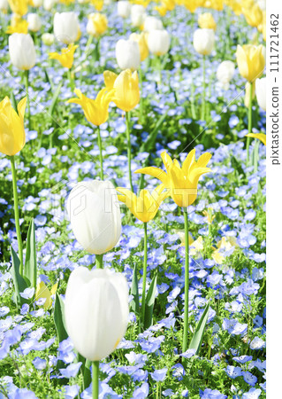 bright yellow and white tulip field bright yellow and white tulip field 111721462