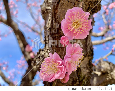 Pink plum blossoms that shine against the blue sky <Minami Park (Aoi Plum Grove)/Okazaki City, Aichi Prefecture> Pink plum blossoms that shine against the blue sky <Minami Park (Aoi Plum Grove)/Okazaki City, Aichi Prefecture> 111721491