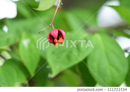 爆裂的紅色漿果 爆裂的紅色漿果 111721534