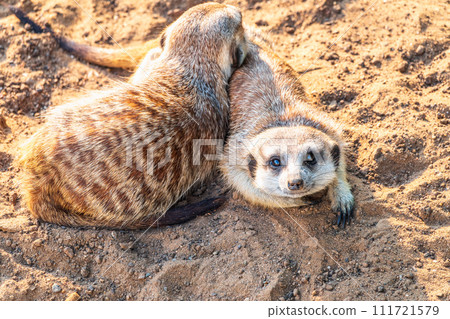 A group of cute meerkats. Meerkat Family are sunbathing. A group of cute meerkats. Meerkat Family are sunbathing. 111721579