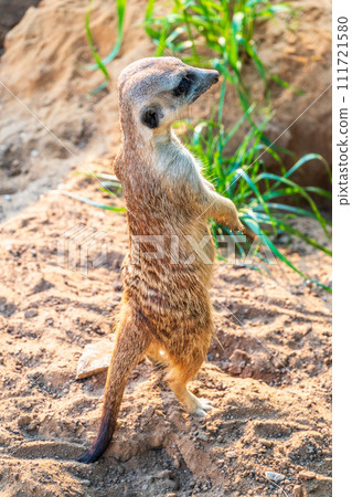 Meerkat, Suricata suricatta, on hind legs. Portrait of meerkat standing on hind legs with alert expression. Portrait of a funny meerkat sitting on its hind legs. Meerkat, Suricata suricatta, on hind legs. Portrait of meerkat standing on hind legs with alert expression. Portrait of a funny meerkat sitting on its hind legs. 111721580