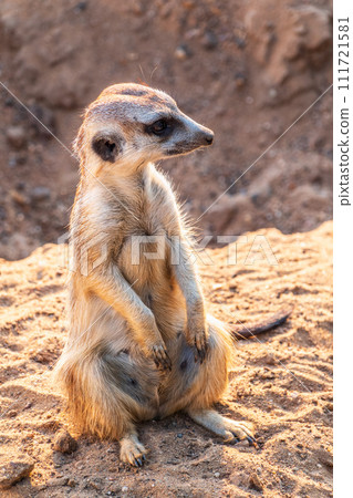 Meerkat, Suricata suricatta, on hind legs. Portrait of meerkat standing on hind legs with alert expression. Portrait of a funny meerkat sitting on its hind legs. Meerkat, Suricata suricatta, on hind legs. Portrait of meerkat standing on hind legs with alert expression. Portrait of a funny meerkat sitting on its hind legs. 111721581