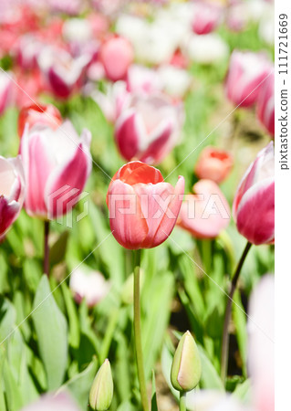 bright white and pink tulip field bright white and pink tulip field 111721669