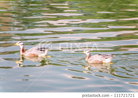 Two Bar headed gooses swimming in a lake. 111721721