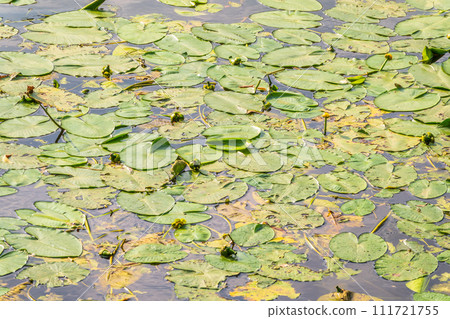 Yellow water lily flower, Nuphar lutea, blooming yellow among the green leaves on the water of the lake Yellow water lily flower, Nuphar lutea, blooming yellow among the green leaves on the water of the lake 111721755