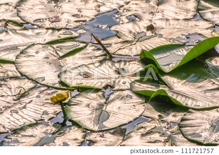 Yellow water lily flower, Nuphar lutea, blooming yellow among the green leaves on the water of the lake Yellow water lily flower, Nuphar lutea, blooming yellow among the green leaves on the water of the lake 111721757