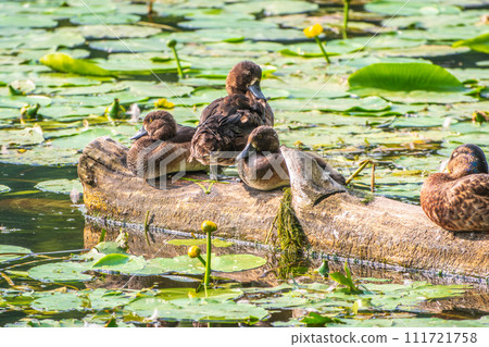 A group of tufted ducks and mallard duck in the wild 111721758