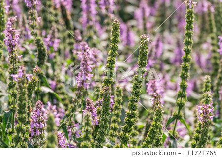 Close up of stachys officinalis, Betonica officinalis foliage. Close up of stachys officinalis, Betonica officinalis foliage. 111721765