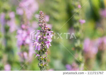 Close up of stachys officinalis, Betonica officinalis foliage. Close up of stachys officinalis, Betonica officinalis foliage. 111721767