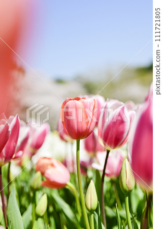bright pink tulip flowers 111721805