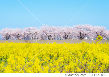 Asahi Funakawa (Spring) Soft focus 111721892