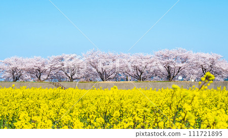 Asahi Funakawa (Spring) 111721895