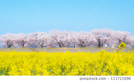 船川朝日（春天） 柔焦 111721896