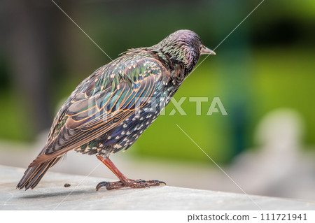 The common starling or Sturnus vulgaris or the European starling. Sitting on the fence in the garden in springtime. The common starling or Sturnus vulgaris or the European starling. Sitting on the fence in the garden in springtime. 111721941