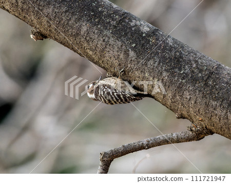 侏儒啄木鳥在樹上戳 111721947