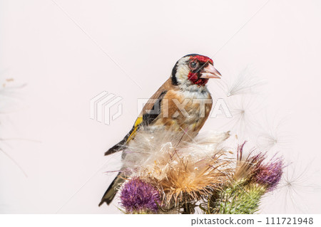 European goldfinch, feeding on the seeds of thistles. Carduelis carduelis. 111721948