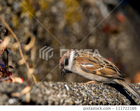 Sparrow walking on the ground 111722166
