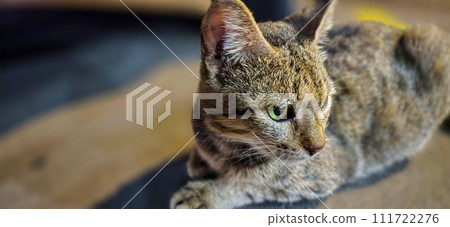 beautiful cute street cat with fluffy fur, a stray cat in the street beautiful cute street cat with fluffy fur, a stray cat in the street 111722276
