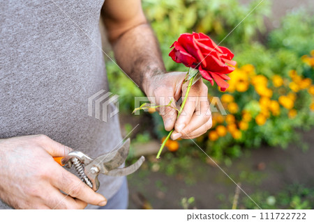 Young male gardener cuts a red rose in his garden 111722722