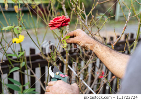 Young male gardener cuts a red rose in his garden 111722724