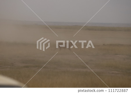 Lion failed to hunt in Masai Mara Lion failed to hunt in Masai Mara 111722887